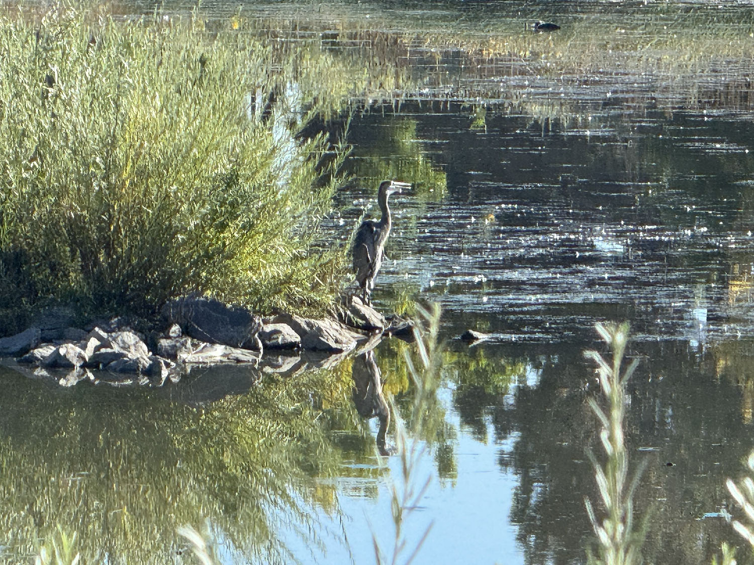 Blue heron in Barnum Park, Denver
